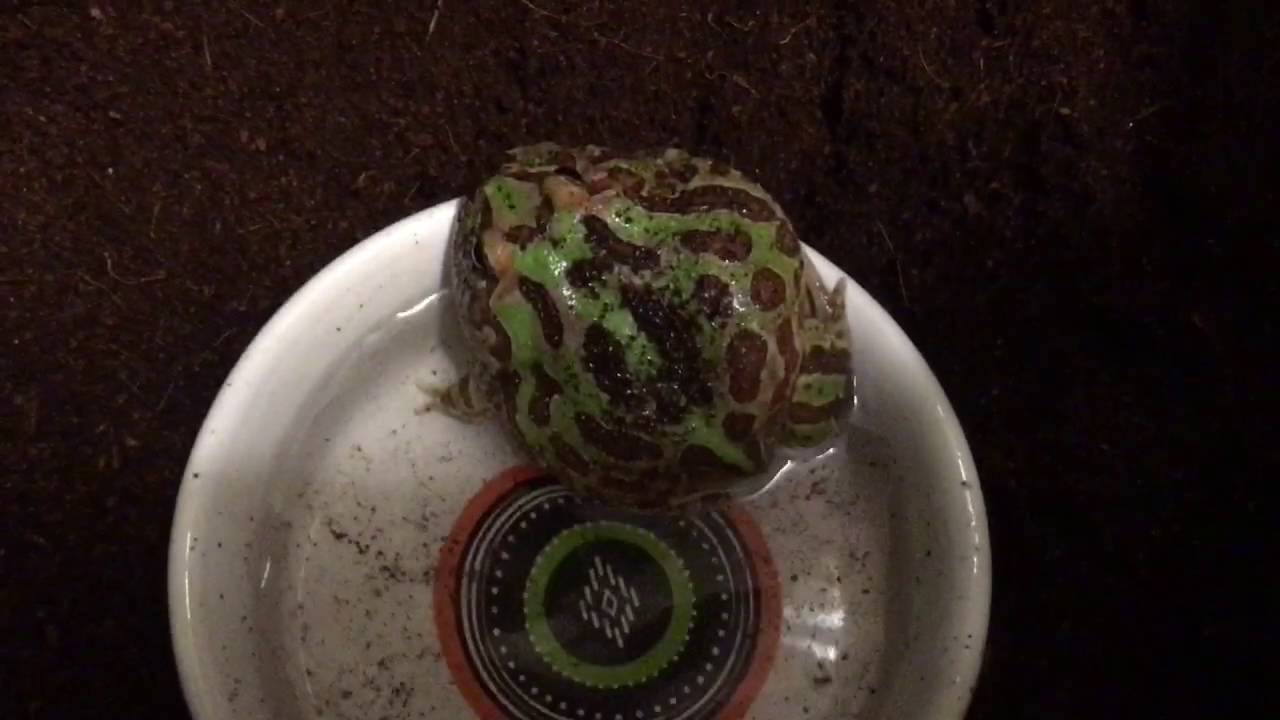 video phone beyonce mp3 Update on my Pacman Frogs