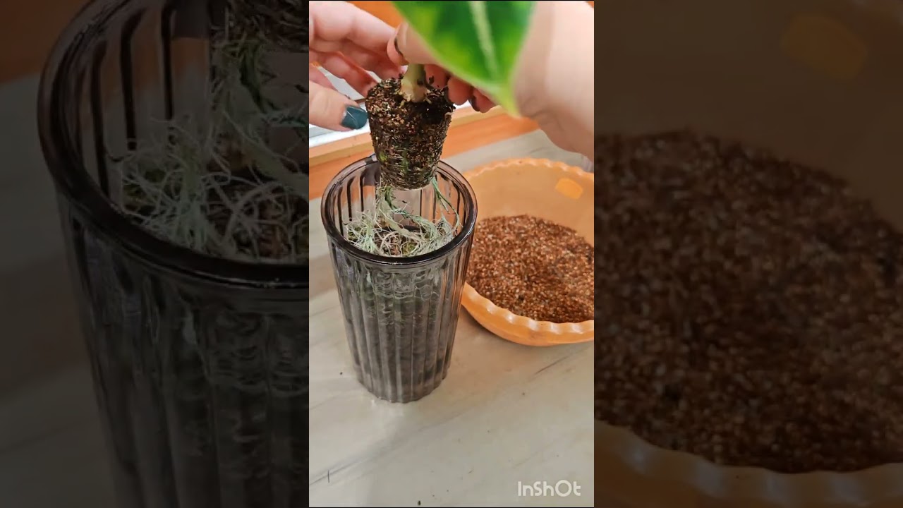 ЗАКРЫТАЯ СИСТЕМА всё подробно! #greenfingers #garden #lifehacks #plants 