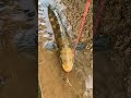 Pancing Ikan Gabus Dengan Umpan Anak Katak Shorts Mancing Gabus Pancing Ikan Gabus Dengan Umpan Anak Katak Shorts Mancing Gabus