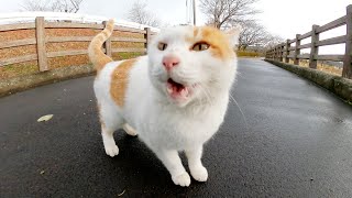 新キャラ「キジニャルル」登場！？いつもの橋で茶シロ猫ちゃんと待ち合わせ