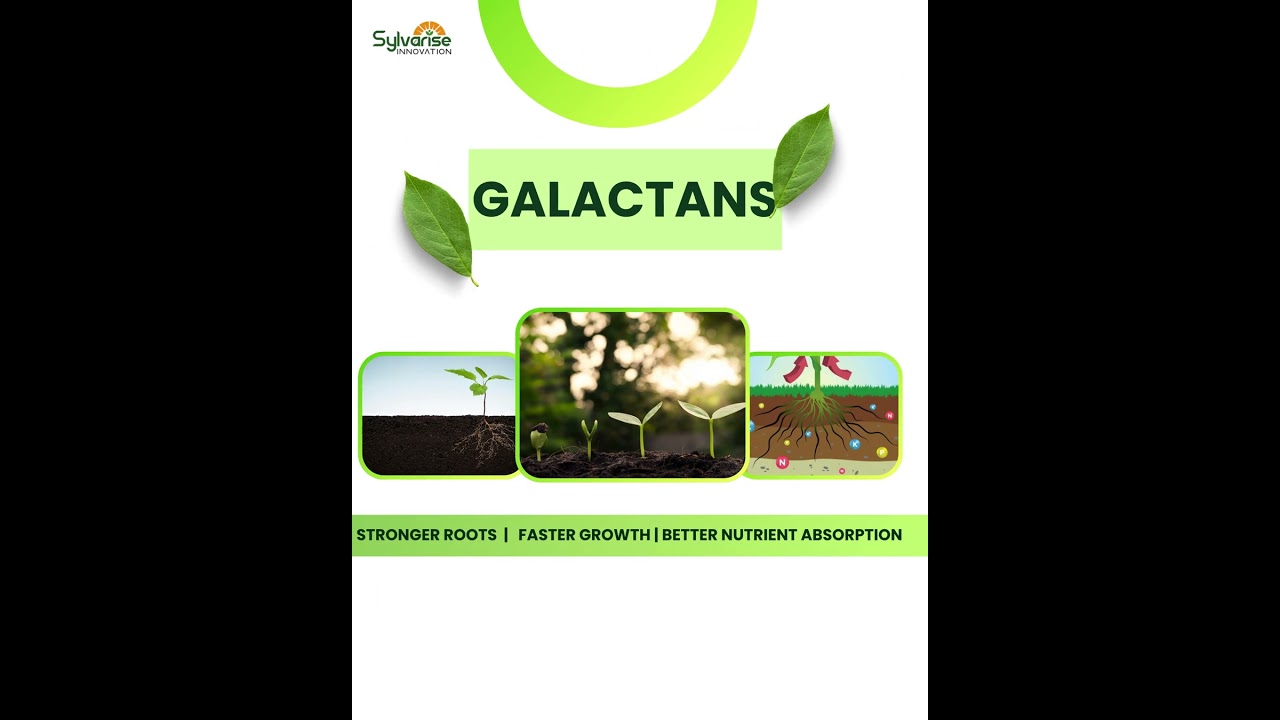 GALACTANS™ | Advanced Seaweed Bio Stimulant Technology | Stronger Roots  @SylvariseInnovation