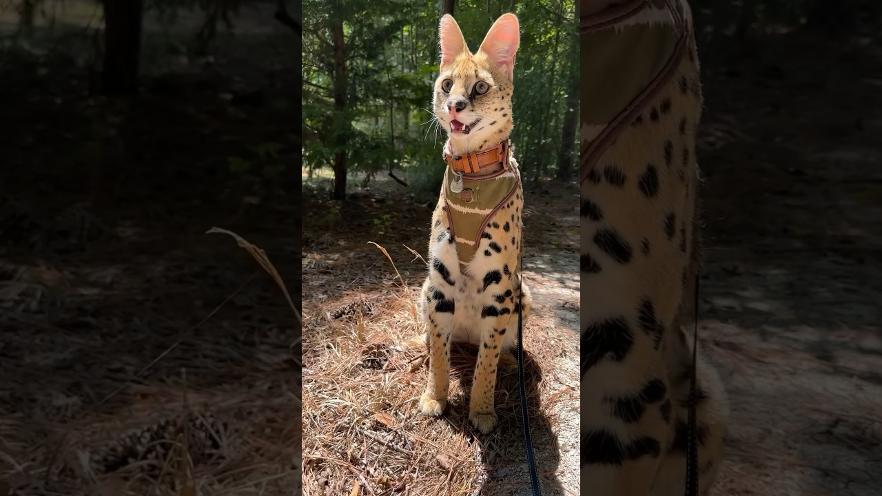 Serval in the Woods 