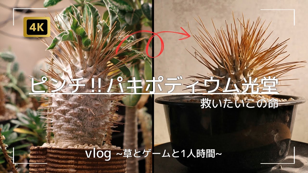 vlog70 | ピンチ‼︎光堂を救いたい！