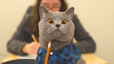 Cuidar tus mascotas es una responsabilidad muy grande. Tienes que cuidarlas, curarlas si es ponen enfermas y darles mucho cario todos los das del ao. Y recuerda que crecen ms rpido que nosotros y que nunca, nunca, debemos abandonarlas. Y si son salvajes y las hemos cuidado para recuperarlas de alguna lesin, tienen que volver a ser libres y devolverlas a sus familias o volar a otros lugares ms clidos cuando llega el Invierno, si son aves migratorias.