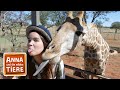 Die zunge der giraffe  reportage fr kinder  anna und die wilden tiere