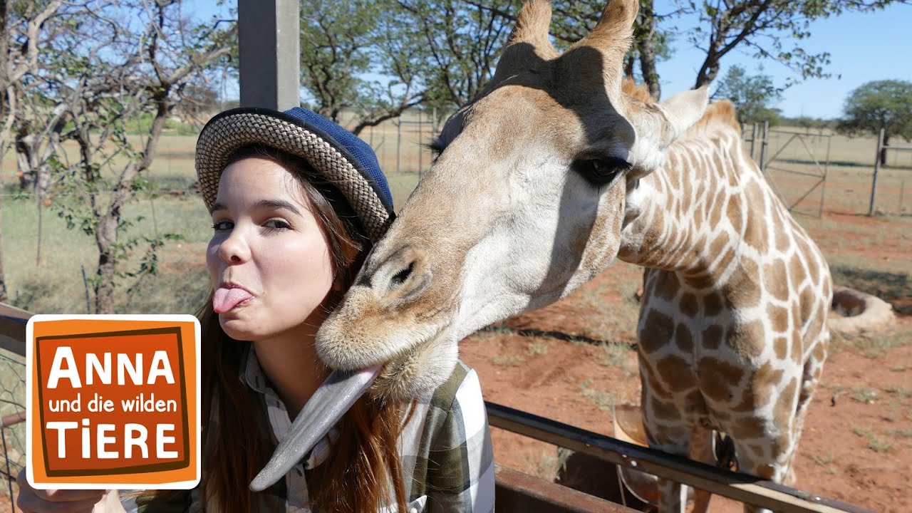 Giraffen Die großen Unbekannten HD Doku 2016