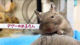 デグーを迎えてから1ヶ月目の様子デグーのめるたん　Merutan is a degu