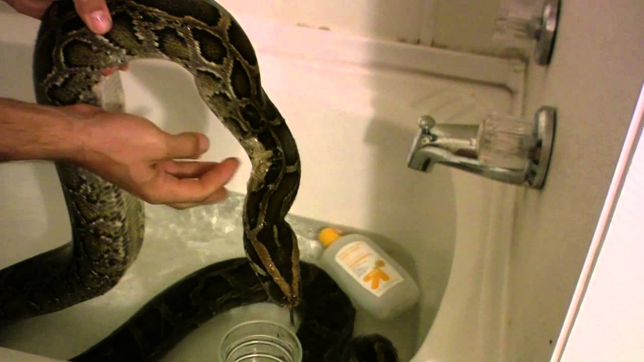 How to Bathe a Snake 