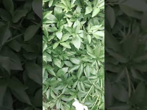 ვიდეო: ფლორარიუმი - თქვენი პირადი ტროპიკული ბაღი