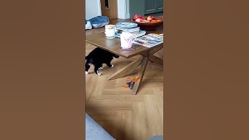 Kitty is mad over her catnip toy again.