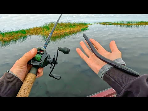 Chasing Shallow Water Fish and rare UNEXPECTED Catch In Florida