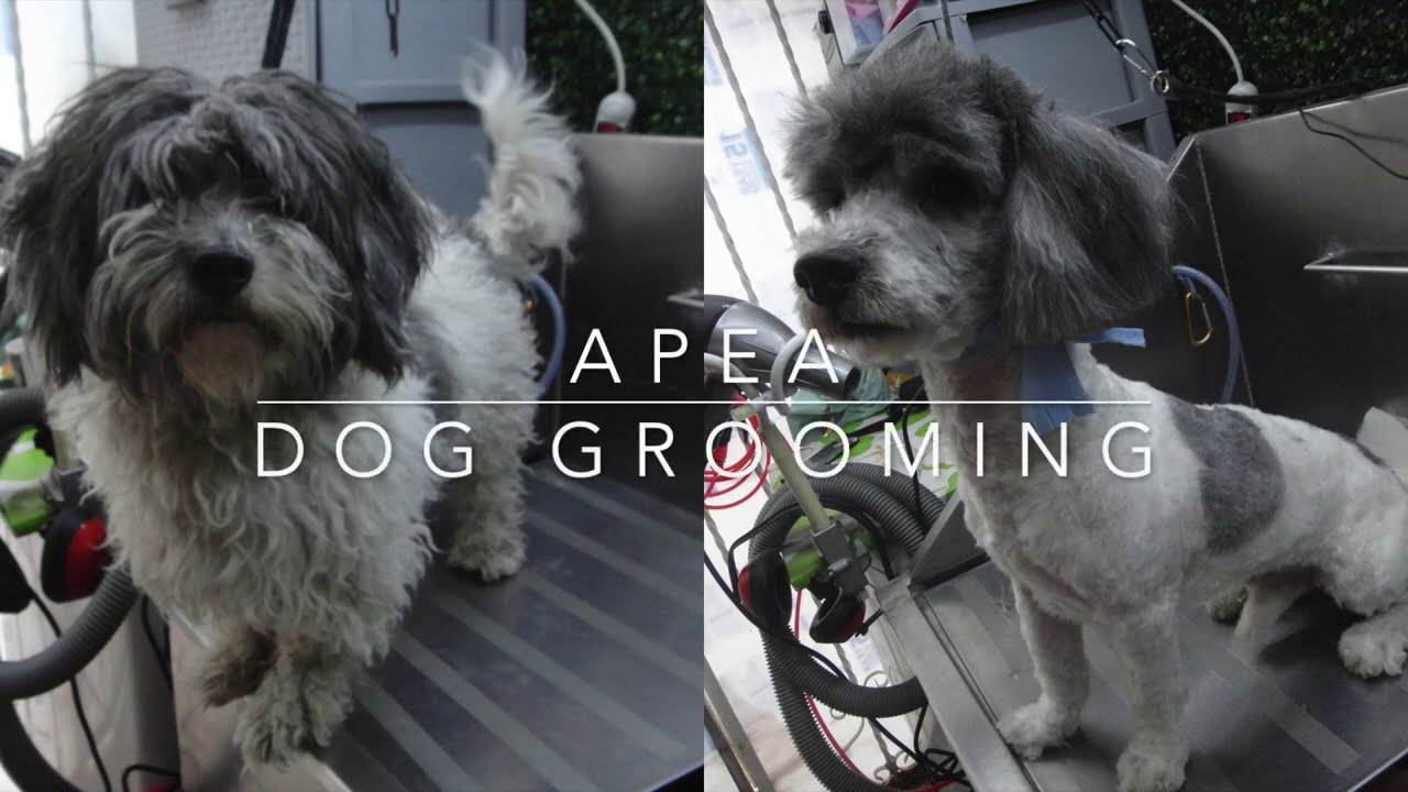 Dog grooming , Shaving a matted toy poodle YouTube