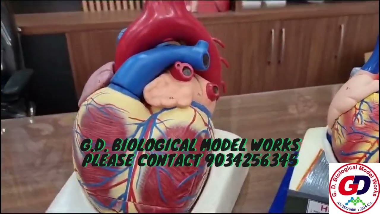 GD ANATOMICALS "Advanced Life-Size Heart Model with Precision Design - Fully Magnetic