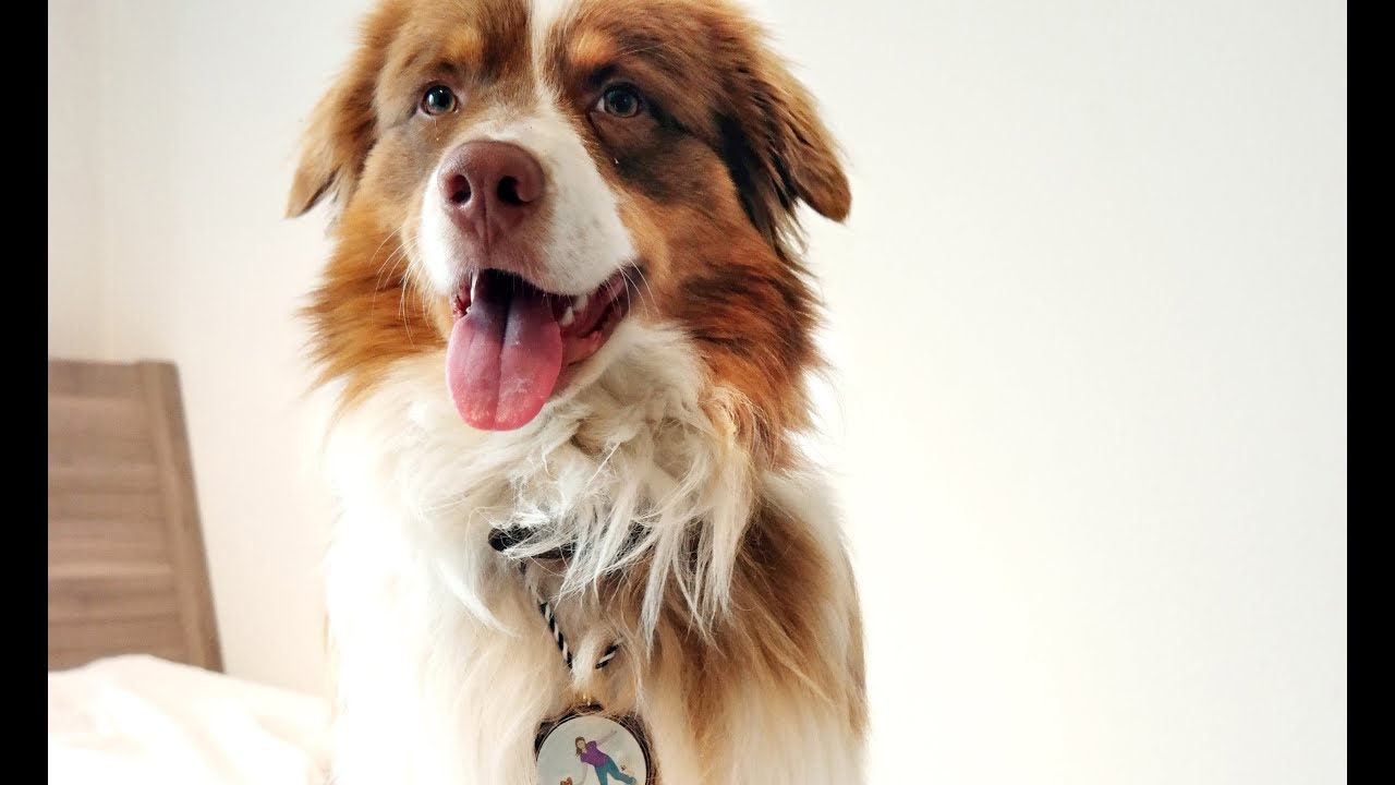 Trick certificate BRONZE