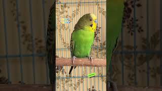 Happy Budgie Sounds rbnbirds budgies parakeet birds parrot pets shorts