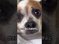 久しぶりに飼い主に会って涙を見せた子犬のサムネイル
