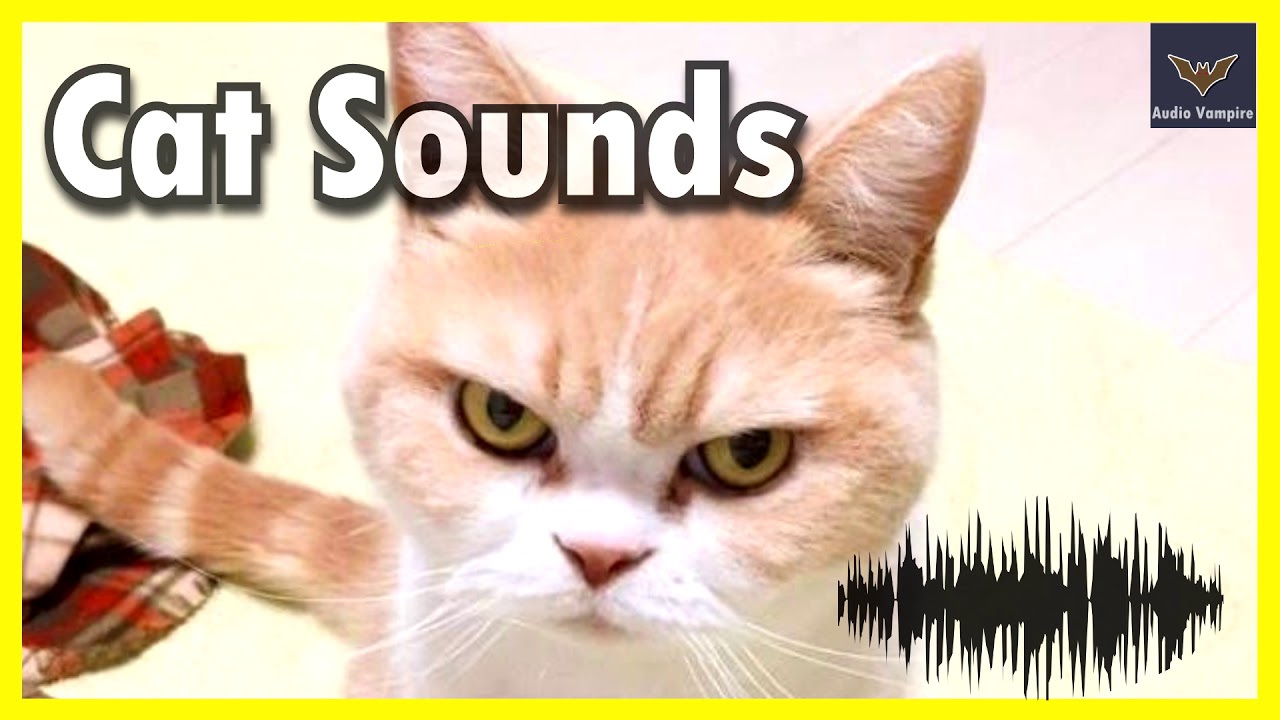 Funny Cats Voices To Tease Your Dog YouTube