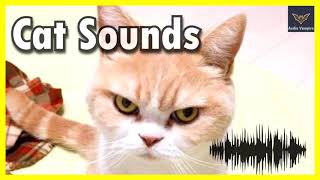 Funny Cats Voices To Tease Your Dog