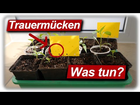 Video: Kontrolle von Wassermelonen-Nematoden: Wie man Wassermelonen mit Nematoden verw altet