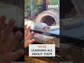 Box Turtles: Cute Roadside Encounters & How to Help Them! #shorts