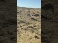 Camels Grazing in the Desert 🌵 | Peaceful Desert Life with Quran Recitation