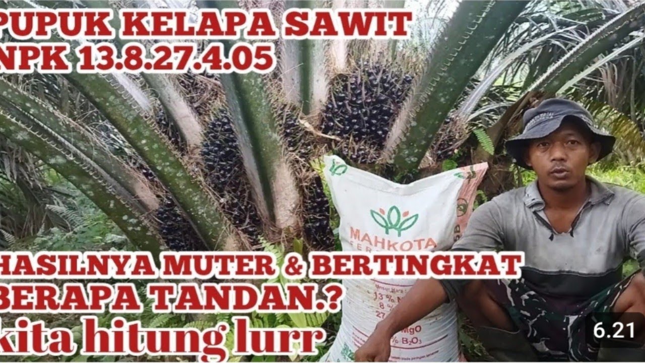 CARAKU APLIKASI PUPUK NPK 13,8,27  PLUS DOSIS PERTAHUN DAN INI HASILNYA 