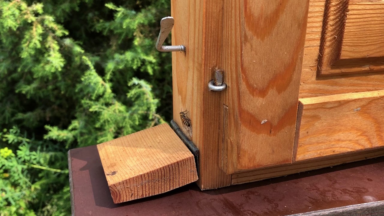 Bienen-Schaukasten im Garten des 'natur musée' - YouTube