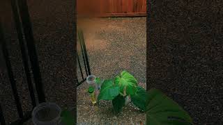 Meditate And Reset With The Rain