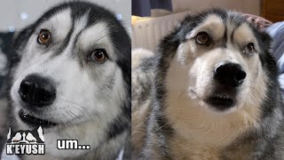 My HUSKY Has The Most HUMAN Facial Expressions Ever!