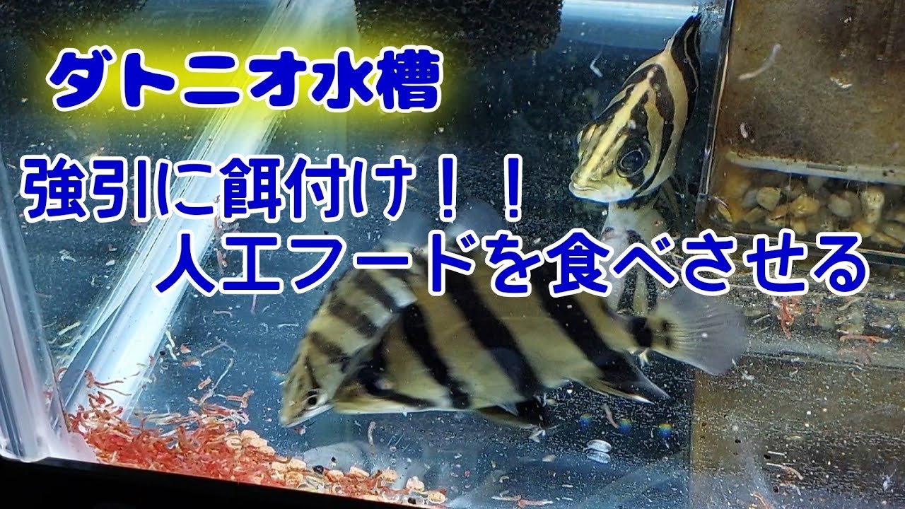 ダトニオに人工餌を食べさせる方法 腹に入れば一緒 - YouTube