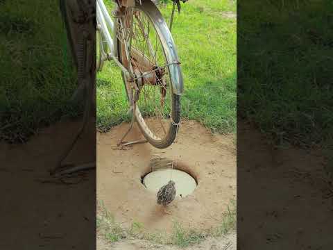 #jungletrick #pakshipakadna #junglevideo #wildlife #wildlifevideo #junglesurvival #birdcatchin