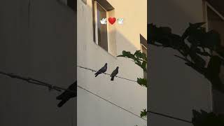 Begam begair basha kis kam Ka badsha begair begam kis Kam ki❤️🕊️❤️🕊️ love 💗😘 #deewangi #pigeon