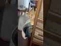 今日もみんな元気です♪ #トイプードル #保護猫#犬と猫 #ねこのいる生活