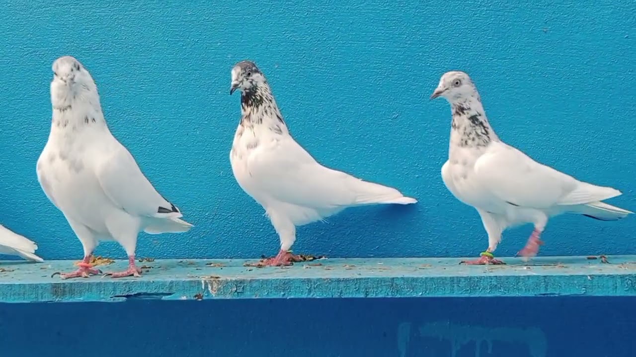 ڈائیوو بریڈر کبوتر استاد بلال بٹ گوجرانوالہ کے بریڈر کبوتر 03004166618