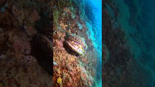 GIANT CLAM SNAPS #clam #underwater #indian #hk #scubadiving