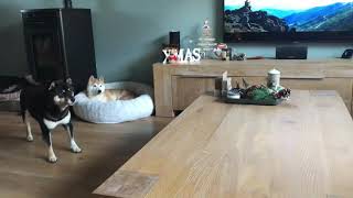 4-ever angry shiba Kiyoshi part 5 by Alice 490 views 5 years ago 1 minute, 10 seconds