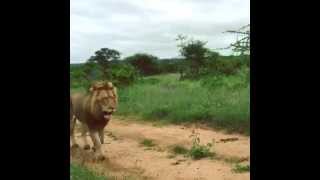 Incredible close encounter of a lion