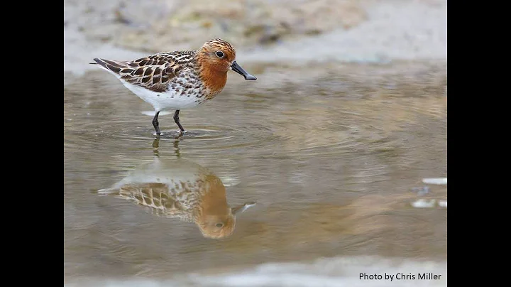 Spoon-Billed Sandpiper #1 - BDI Citizen Scientist #22 - Elena Lappo & Eugeny Syroechkovskiy