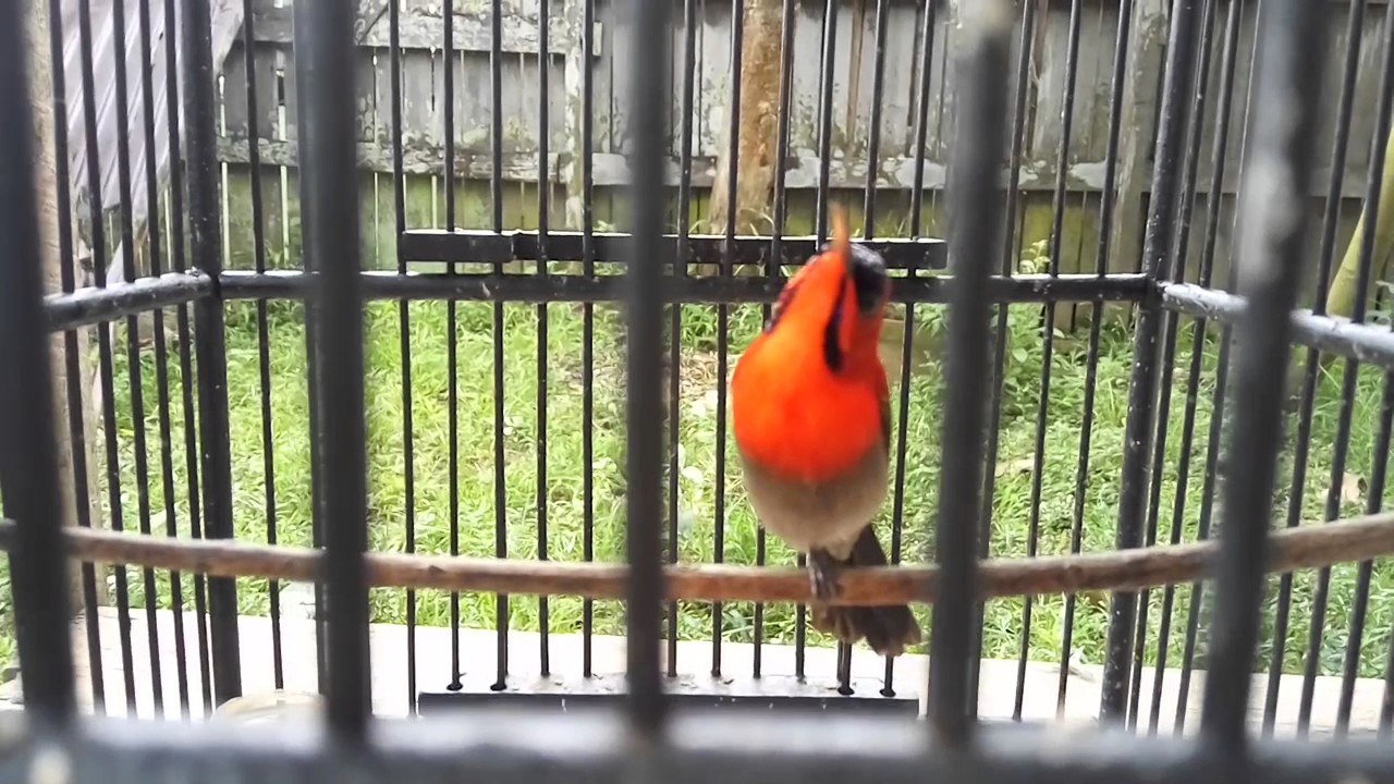 Kolibri Sepah Raja Samarinda Punya Nono Qona Ah Youtube