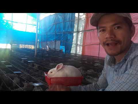 Video: Cách Cho Thỏ ăn
