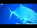 Olymbros d1 underwater camera  trevally hookup