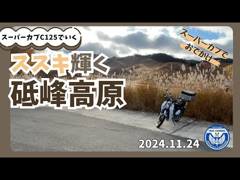 【カブでおでかけ】ススキ輝く砥峰高原 ／ Nov.24,2024
