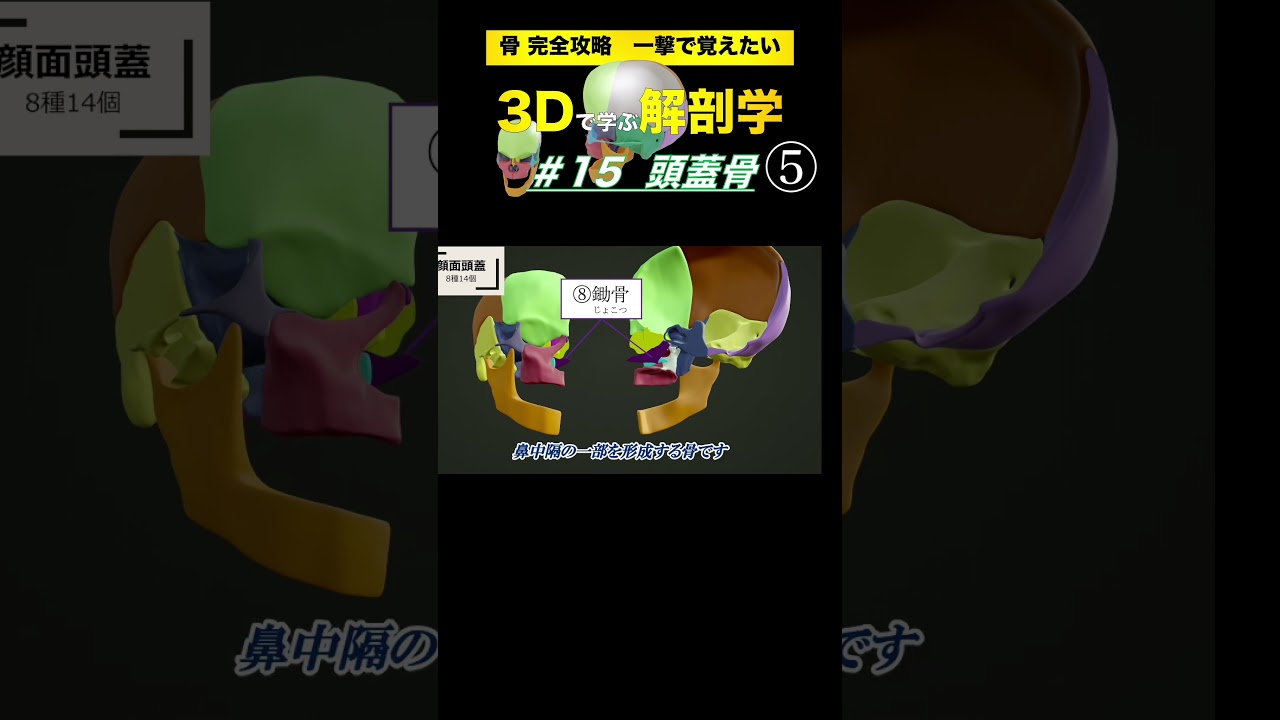 顔面頭蓋の種類と役割 #15 頭蓋骨【3Dで学ぶ解剖学】複雑な頭蓋骨の