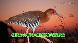 SUARA BURUNG SINTAR MALAM