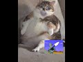 يا عسكرى يا ابو بندقية قطط كيوت يا عسكرى يا ابو بندقية قطط كيوت