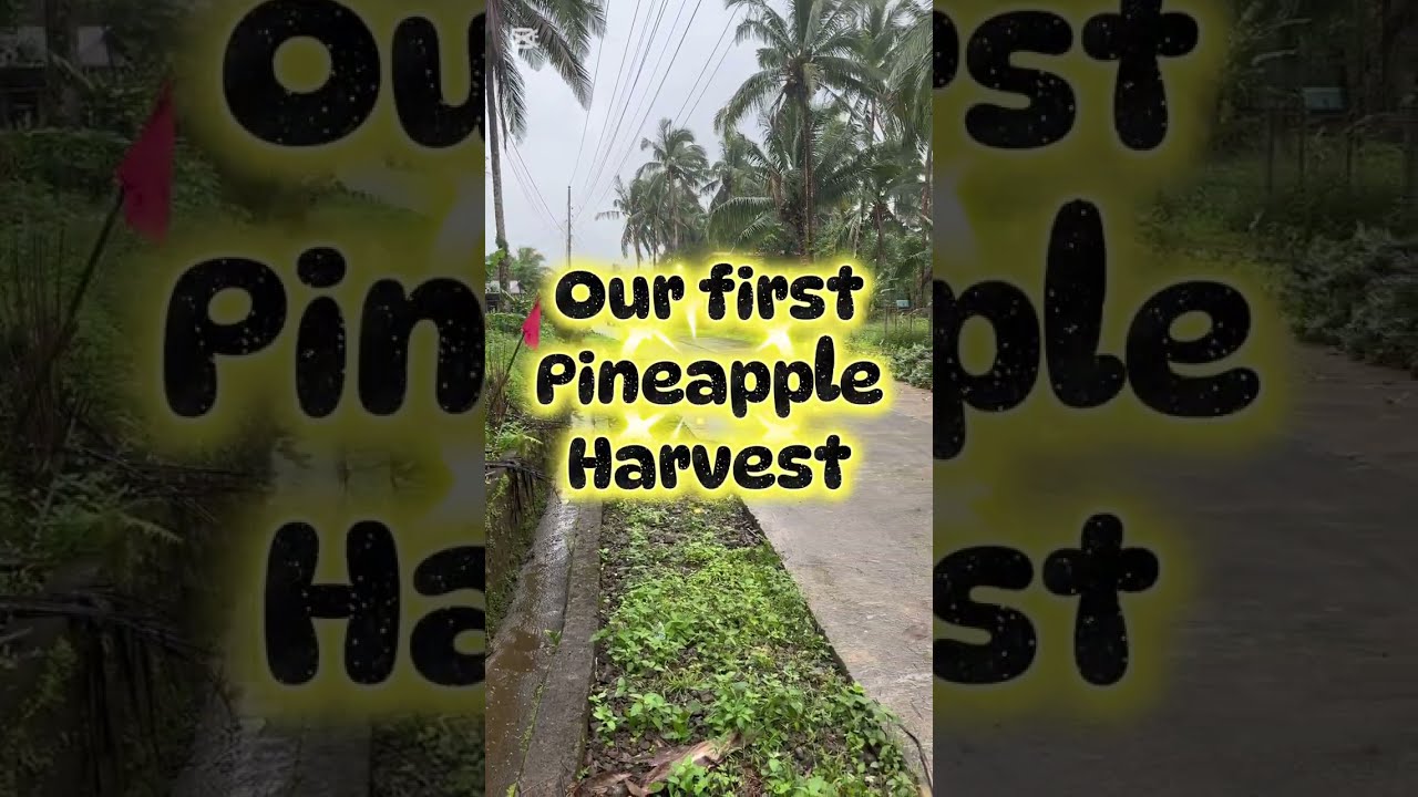 Our first pineapple harvest