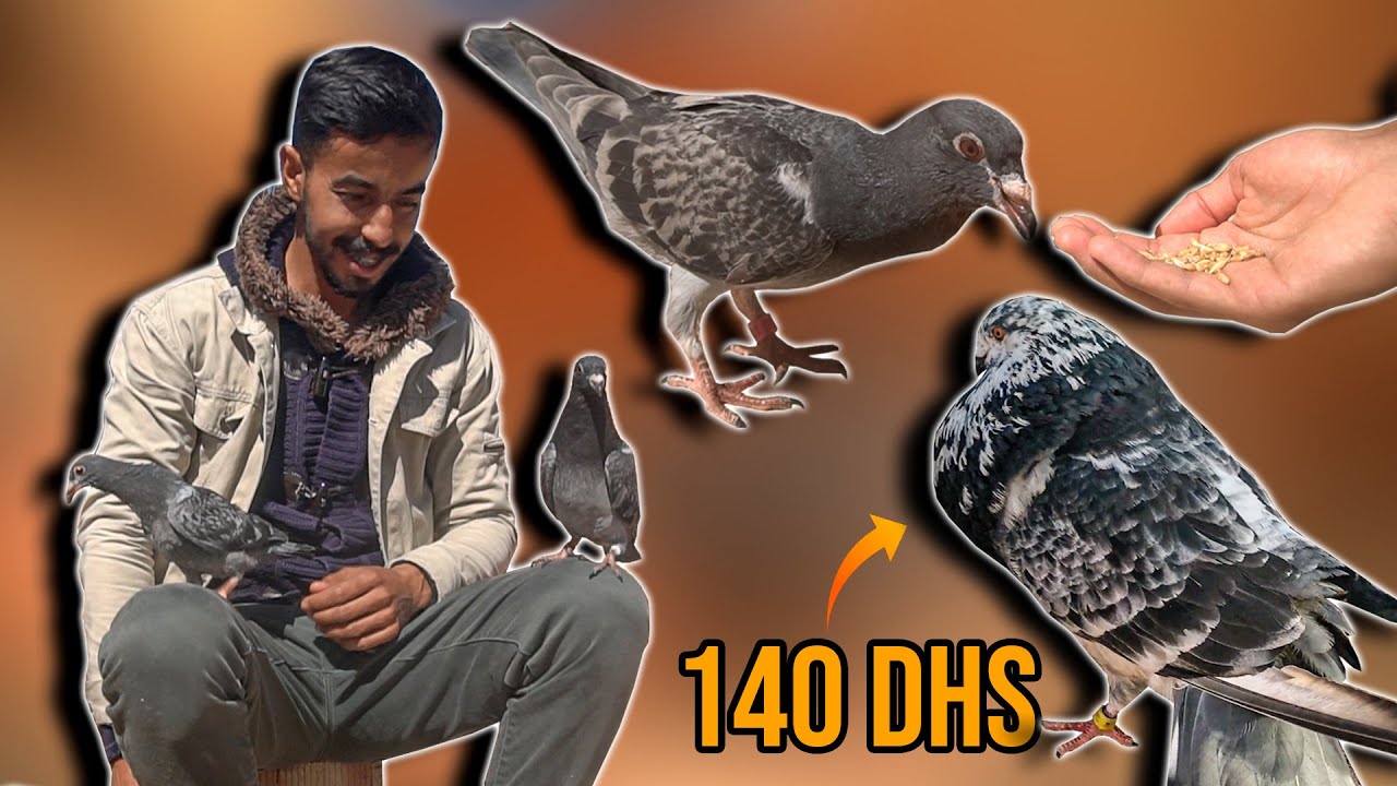 شريت بسابيس ديال الفواياجور