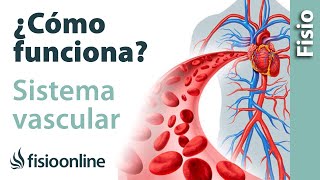 ¿Cuál es la función de las arterias?
