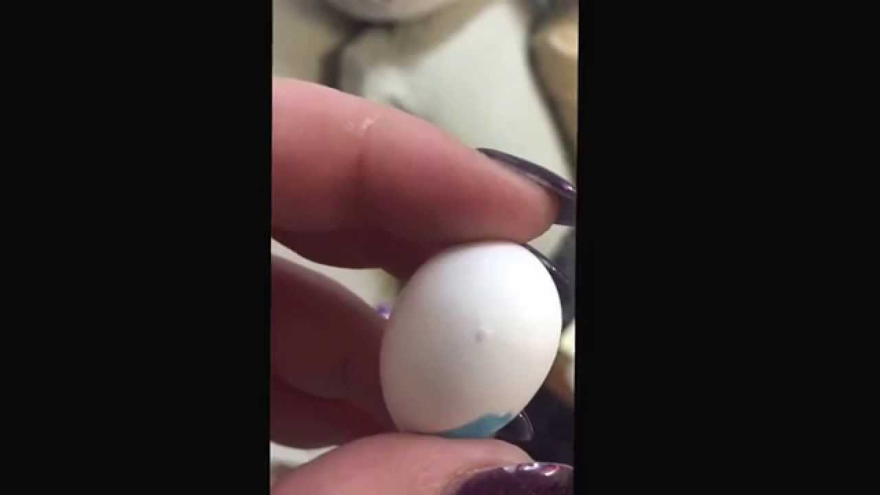 External pip conure parrot egg