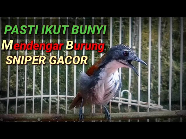 Pancingan burung sniper gacor class=